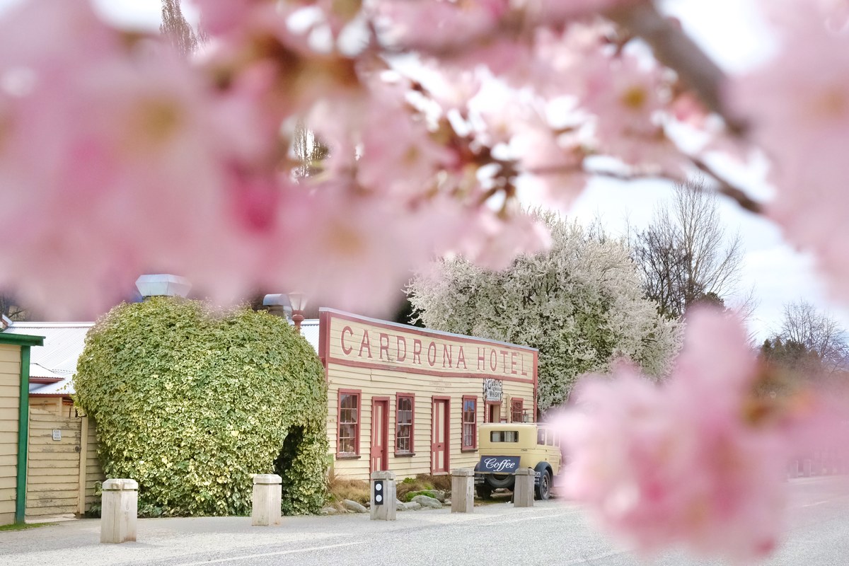 The historic Cardrona Hotel in spring blossom