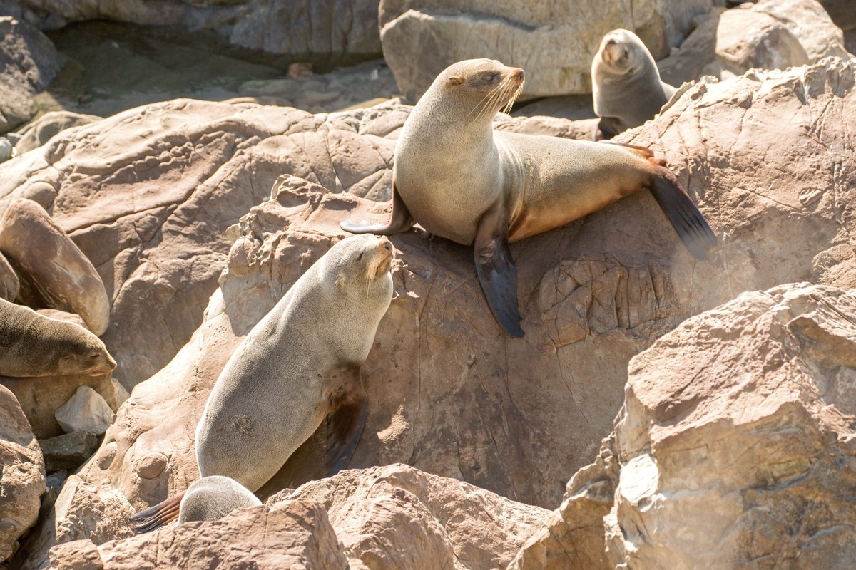 New Zealand fur seals resting on coastal rocks