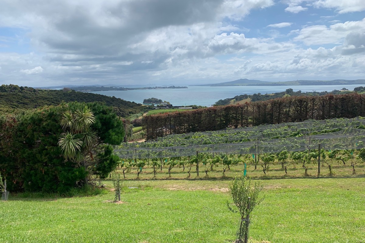 Vineyard rows overlooking the Hauraki Gulf on Waiheke Island