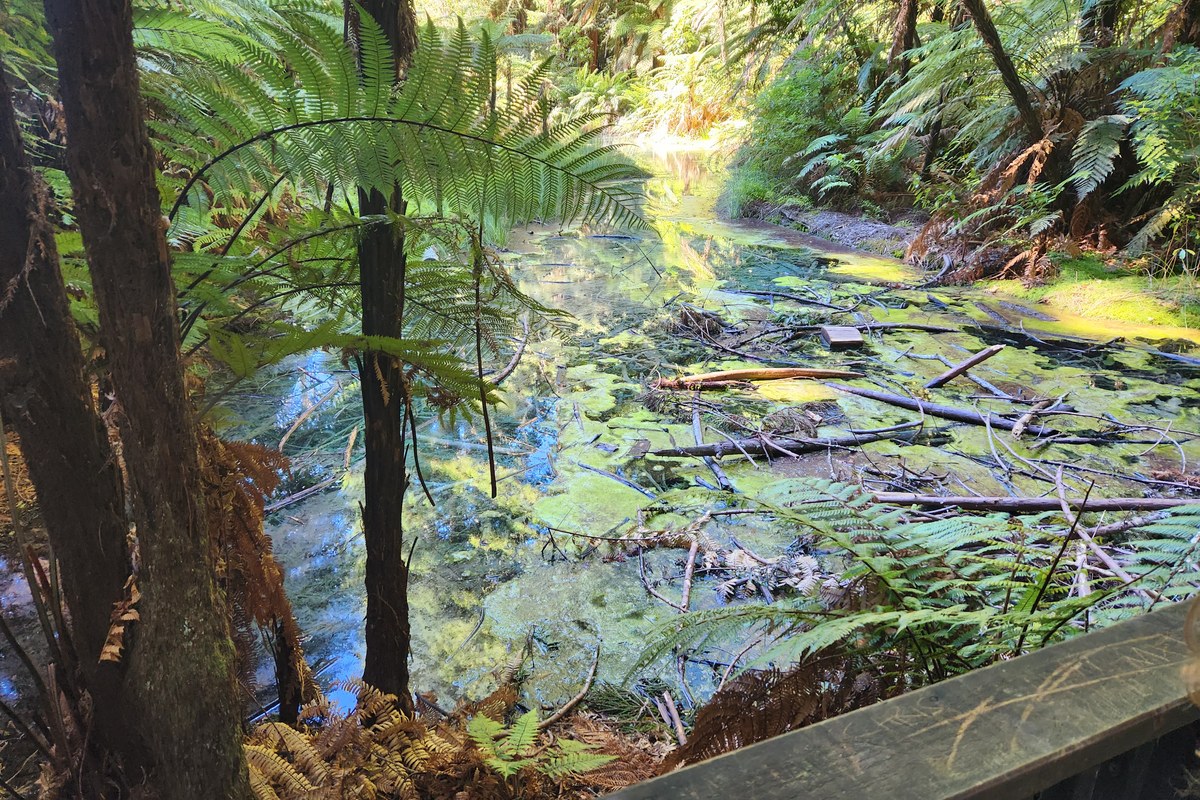 Ferns and tall trees in the Redwoods Whakarewarewa Forest