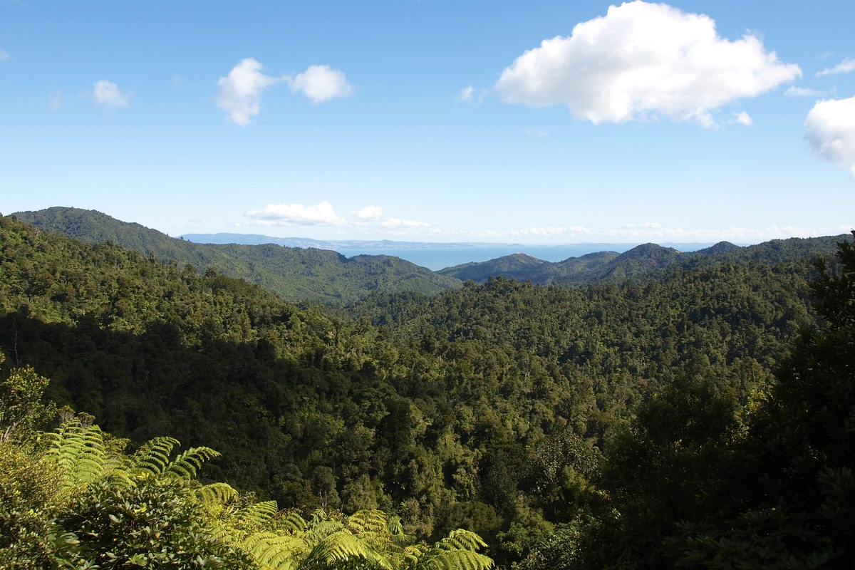Forested Coromandel ranges around the Pinnacles