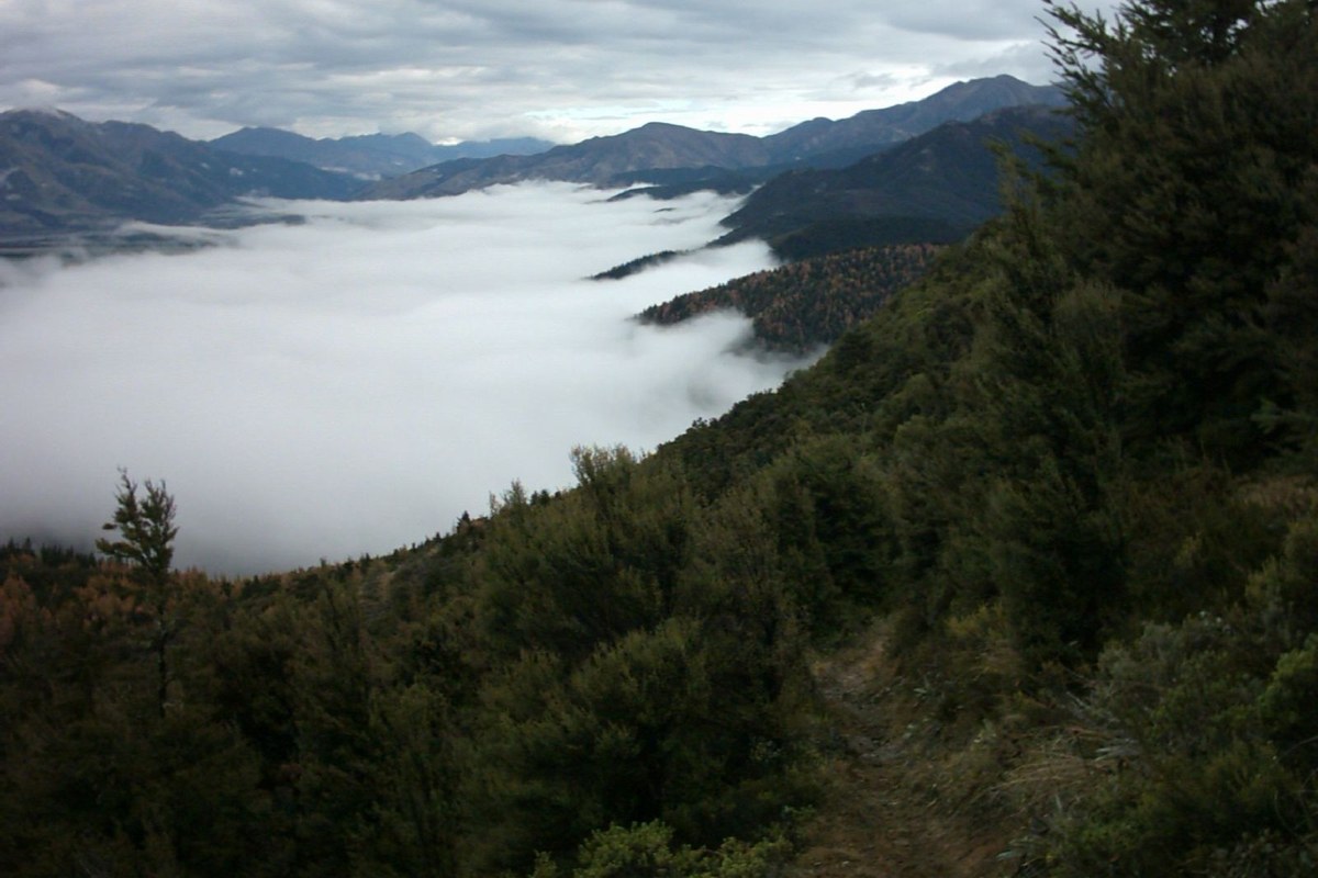 Forested slopes and low cloud in Hanmer Forest Park