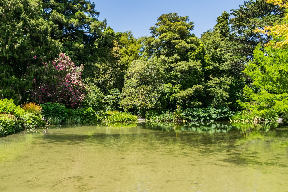 Lawns and mature trees in the Christchurch Botanic Gardens