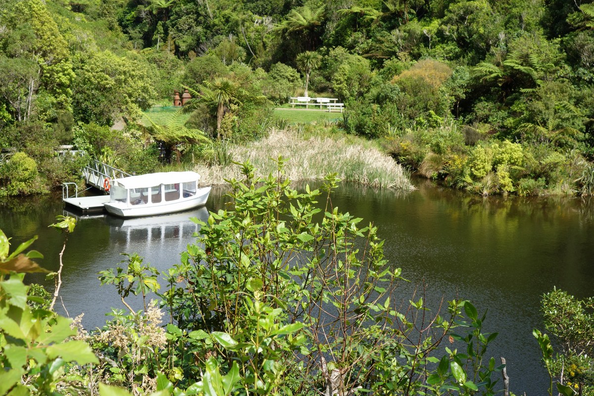 Native bush and water at the Zealandia eco-sanctuary
